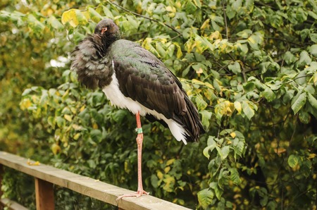 Ciconia nigra, black stork staying on the one foot in the zoo, animal backgroundの写真素材