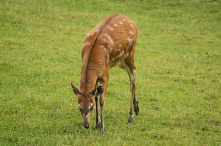 Young female sitatunga antelope grazing on the green grassの写真素材