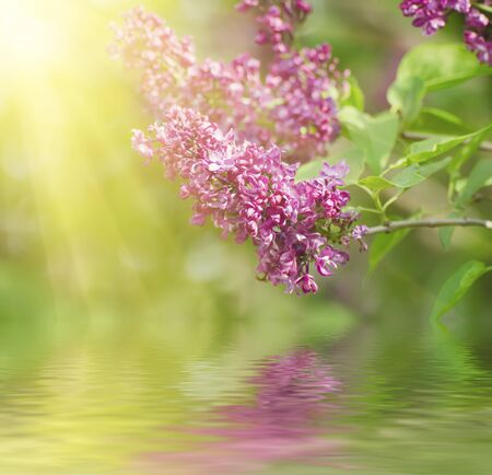 Branch of lilac flowers with the leaves,  vintage retro hipster image with sunshine and water reflection, seasonal spring holiday backgroundの写真素材
