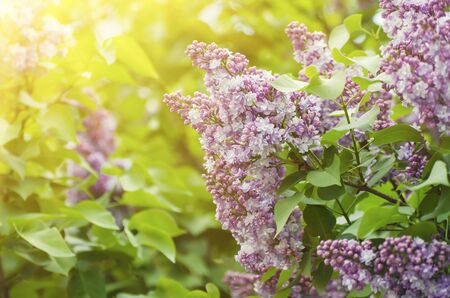 Branch of lilac flowers with the leaves,  vintage retro hipster image with sunshineの写真素材