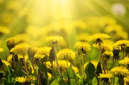 Dandelion yellow flowers growing on the meadow in spring time on the green grass with sun raysの写真素材
