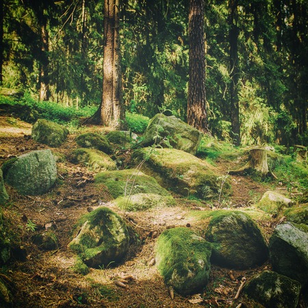 North scandinavian pine forest with stones, Sweden natural travel outdoors vintage hipster...