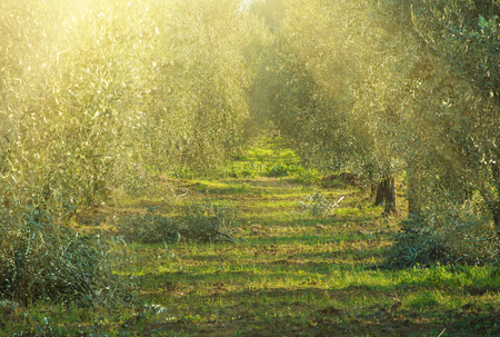 Olive tree garden in Tuskany, Italy. Natural agricultural sunny backgroundの写真素材