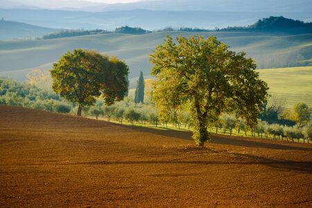 Tuscan fields and  trees in a beautiful valley, natural outdoor landscape backgroundの写真素材