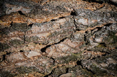 Textured background from a pine old bark