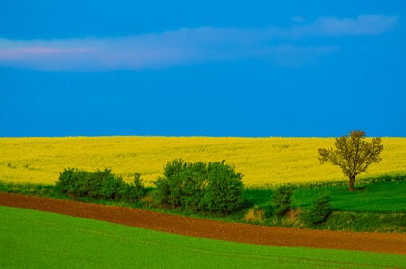 Rapeseed yellow fields in spring with blue sky, hills and tree,  natural eco seasonal  backgroundの写真素材
