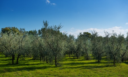 Olive tree garden in Tuskany, Italy. Natural agricultural background with blue skyの写真素材