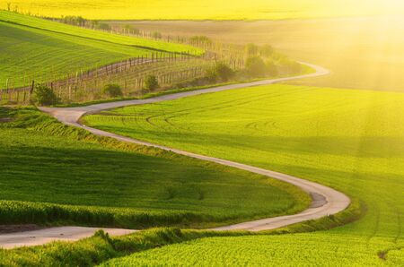 Rural sunny landscape with green fields, road and waves, South Moravia, Czech Republicの写真素材