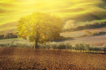 Tuscan fields and  trees in a beautiful valley, natural outdoor sunny landscape backgroundの写真素材