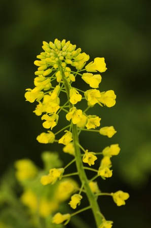 Rapeseed field with yellow flowers, natural agricultural eco spring background