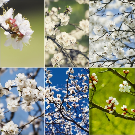 Collection of apricot and plum  flowers in spring time, natural seasonal backgroundの写真素材