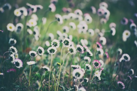 Spring marguerite daisy  flower in green grass, natural holiday vintage hipster background with copy spaceの写真素材