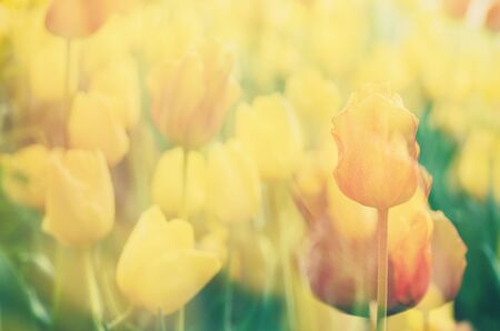 Yellow beautiful tulips field in spring time, floral tender soft easter background - multiexposure effectの写真素材