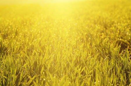 Sunny green grass  field suitable for backgrounds or wallpapers, natural seasonal landscape
