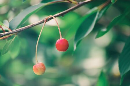 Cherry tree with red fruits growing in the garden, natural vintage seasonal backgroundの写真素材