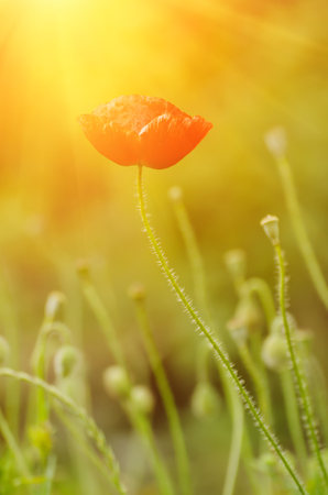 Red poppy flowers blooming in the green grass field, floral sunny natural spring background, can be used as image for remembrance and reconciliation dayの写真素材