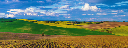 Rapeseed yellow fields in spring with blue sky and green hills,  natural eco seasonal  background, panoramaの写真素材