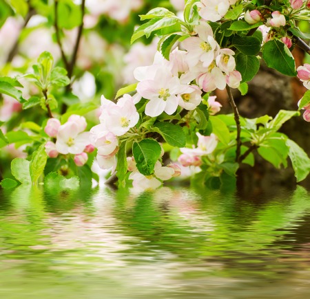 Apple tree flower blossoming at spring time with water reflection, floral natural  backgroundの写真素材
