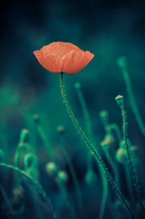 Red poppy flower blooming, floral dark gloomy natural spring  vintage hipster background, can be used as image for remembrance and reconciliation dayの写真素材