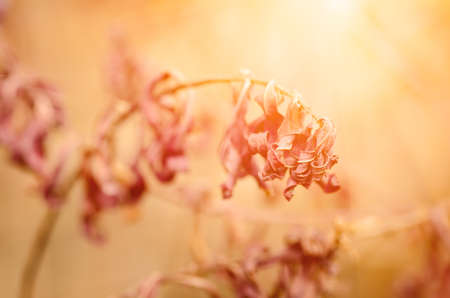 Autumn background with purple plant, vintage sunny retro imageの写真素材