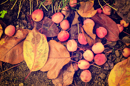 Grunge textured flat natural seasonal autumn background with small fallen red apples and leavesの写真素材