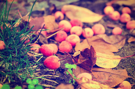 Grunge textured natural seasonal autumn background with small fallen red apples and leavesの写真素材