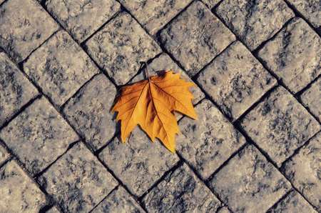 Autumn golden orange maple laef lying on the city cobblestone, autumn vintage hipster seasonal backgroundの写真素材