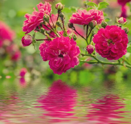 Garden with fresh red roses, floral natural   background with water reflectionの写真素材