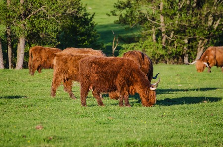 Scotland highland hairy red cows grazing at the green summer meadow, agricultural livestock organic food conceptの写真素材