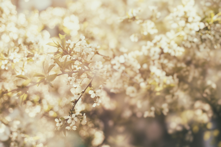 Blossoming of cherry flowers in spring time, natural seasonal sunny vintage hipster backgroundの写真素材