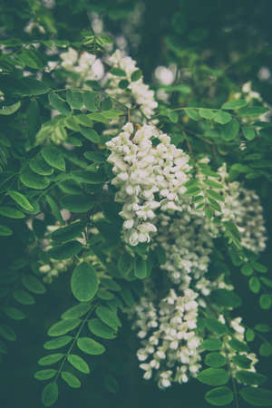 Blossoming of white acacia flowers at springtime, natural outdoor seasonal floral backgroundの写真素材