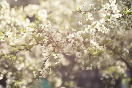 Blossoming of cherry flowers in spring time, natural seasonal sunny vintage hipster backgroundの写真素材
