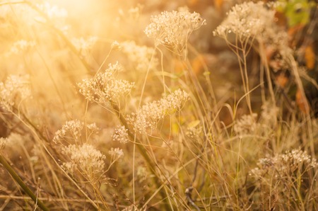 Autumn abstract background with meadow plant at sunset, vintage retro imageの写真素材