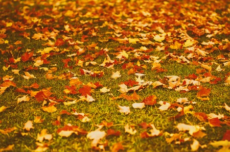 Autumn natural flat background with colorful red maple leaves on a green grass