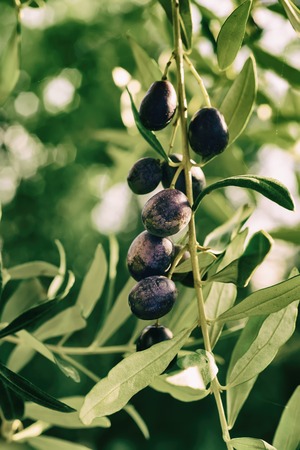 Branch of olive tree with fruits and leaves, natural agricultural food backgroundの写真素材