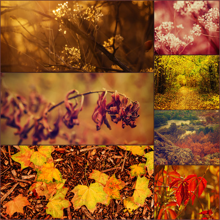 Set from different seasonal autumn images, include leaves, plants and landscapesの写真素材