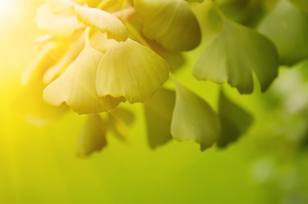 Green leaves of Ginkgo Biloba - healing plant, nature sunny background