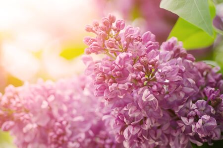 Branch of lilac flowers with the leaves and sunshine, natural seasonal spring backgroundの写真素材