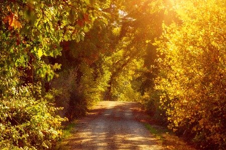 Tunnel from the oak trees over a road in the Italy, natural seasonal european autumn background