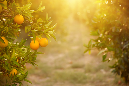 Orange garden with ripening orange fruits on the trees with green leaves and sun shining, natural and food backgroundの写真素材