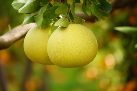 Ripe pomelo fruits hang on the trees in the citrus garden. Harvest of tropical pomelo in orchard. Pomelo is the traditional new year food in China, it gives luck. Agricultural food backgroundの写真素材
