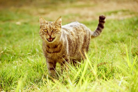 Funny tabby domestic cat walking on the green summer grass and meowing. He has bandit smile becouse of open mouthの写真素材