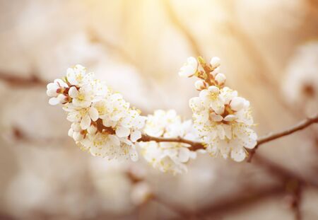 Apricot tree flowerの写真素材