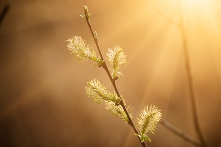 Blooming willow branchの写真素材