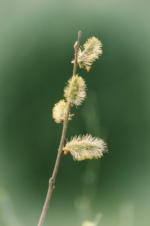Blooming willow branch
