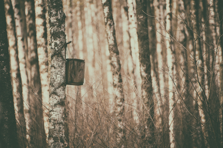 Nesting box in the forestの写真素材