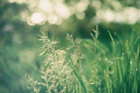 Natural abstract sunny backgroundの写真素材