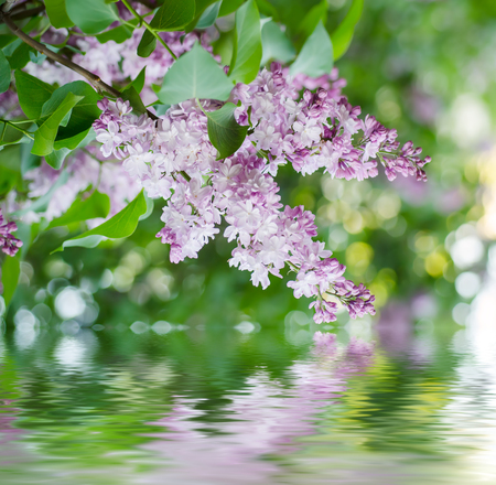 Branch of lilac flowersの写真素材