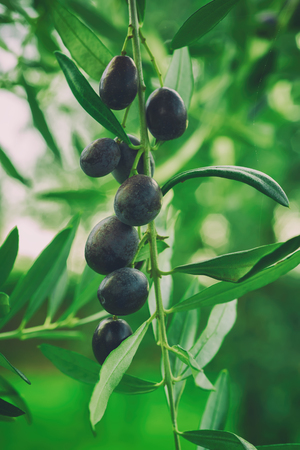 Olive tree with fruitsの写真素材