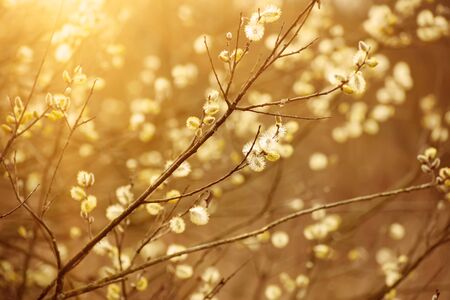 Blooming willow branchの写真素材